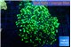 Euphyllia yayaemaensis green 4-7 cm WYSIWYG acclimaté
