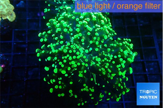 Euphyllia yayaemaensis green 4-7 cm WYSIWYG acclimaté