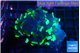 Euphyllia paraancora green purple 2-4 cm WYSIWYG acclimaté