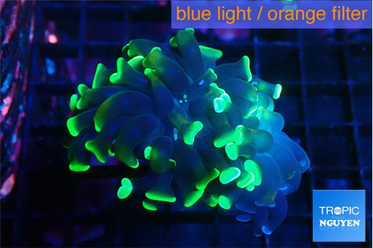 Euphyllia paraancora green purple 2-4 cm WYSIWYG acclimaté
