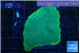 Montipora green & purple polyps 3-4 cm WYSIWYG acclimaté