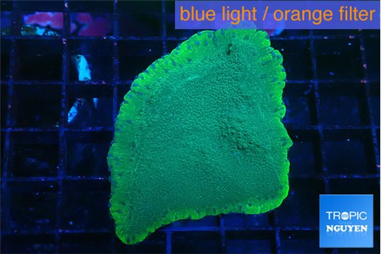 Montipora green & purple polyps 3-4 cm WYSIWYG acclimaté