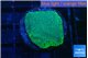 Montipora green & purple polyps 2-3 cm WYSIWYG acclimaté