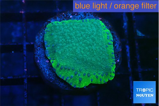 Montipora green & purple polyps 2-3 cm WYSIWYG acclimaté