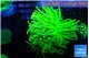 Euphyllia glabrescens Holly grail 4-7 cm WYSIWYG acclimaté