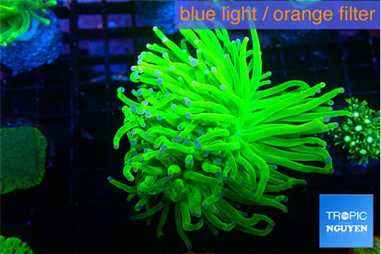 Euphyllia glabrescens Holly grail 4-7 cm WYSIWYG acclimaté