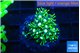 Pachyclavularia neon green 2-3 cm WYSIWYG acclimaté