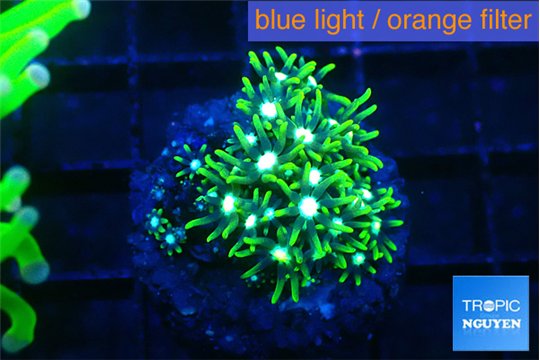 Pachyclavularia neon green 2-3 cm WYSIWYG acclimaté