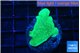 Pavona cactus green 2-3 cm WYSIWYG acclimaté