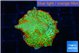 Montipora red fire forest 2 cm WYSIWYG acclimaté
