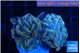 Euphyllia paraancora ivory pink 3-5 cm WYSIWYG acclimaté