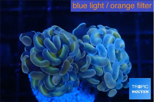 Euphyllia paraancora ivory pink 3-5 cm WYSIWYG acclimaté