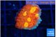 Echinophyllia magma 2-3 cm WYSIWYG acclimaté