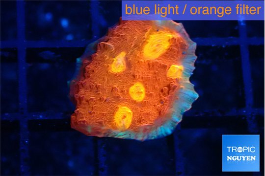 Echinophyllia magma 2-3 cm WYSIWYG acclimaté