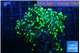 Euphyllia yayaemaensis green 3-6 cm WYSIWYG acclimaté