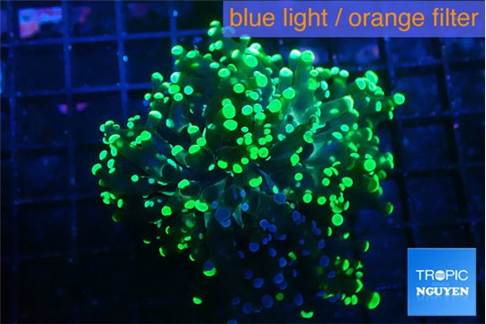 Euphyllia yayaemaensis green 3-6 cm WYSIWYG acclimaté