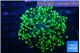 Euphyllia yayaemaensis green 3-6 cm WYSIWYG acclimaté