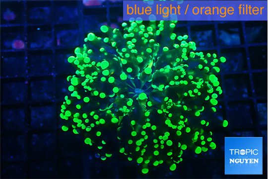 Euphyllia yayaemaensis green 3-6 cm WYSIWYG acclimaté