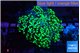 Euphyllia yayaemaensis green 3-6 cm WYSIWYG acclimaté