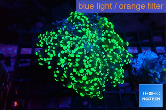 Euphyllia yayaemaensis green 3-6 cm WYSIWYG acclimaté