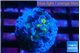 Euphyllia paraancora green purple 1-2 cm WYSIWYG acclimaté
