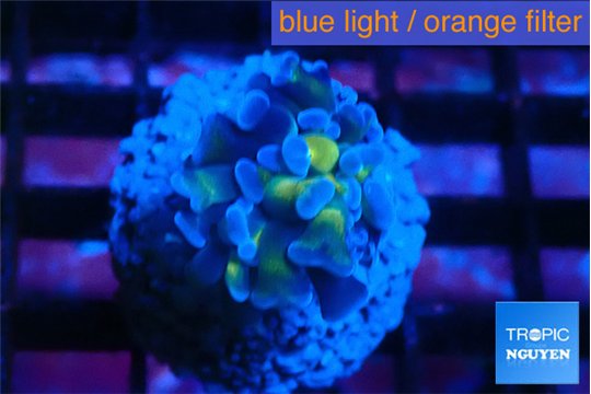 Euphyllia paraancora green purple 1-2 cm WYSIWYG acclimaté