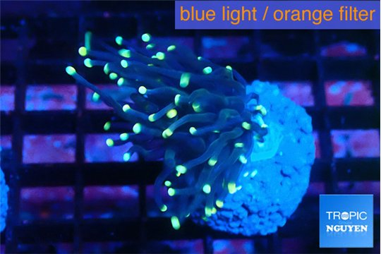 Euphyllia glabrescens joker 3-5 cm WYSIWYG acclimaté
