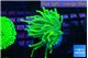 Euphyllia glabrescens sunset 3-5 cm WYSIWYG acclimaté
