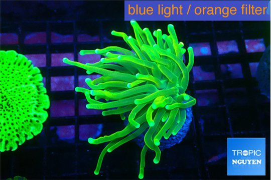 Euphyllia glabrescens sunset 3-5 cm WYSIWYG acclimaté