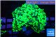 Euphyllia paraancora green 4-7 cm WYSIWYG acclimaté