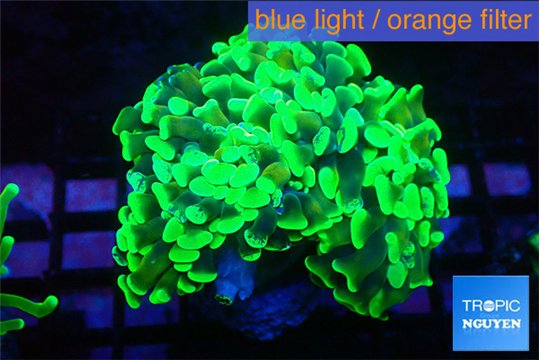 Euphyllia paraancora green 4-7 cm WYSIWYG acclimaté