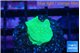 Pavona cactus green 1-2 cm WYSIWYG acclimaté