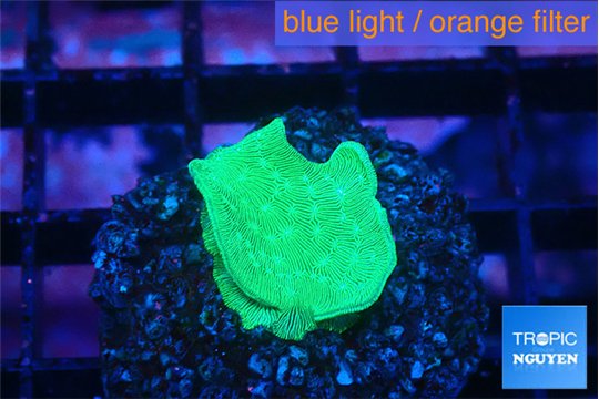 Pavona cactus green 1-2 cm WYSIWYG acclimaté