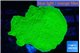 Montipora green cap 4-5 cm WYSIWYG acclimaté
