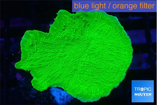 Montipora green cap 4-5 cm WYSIWYG acclimaté