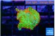 Montipora red fire forest 1-2 cm WYSIWYG acclimaté