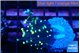 Euphyllia glabrescens jocker 2-4 cm WYSIWYG acclimaté