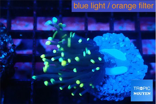 Euphyllia glabrescens jocker 2-4 cm WYSIWYG acclimaté