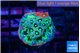 Favia aussiewar rainbow 3-4 cm WYSIWYG acclimaté