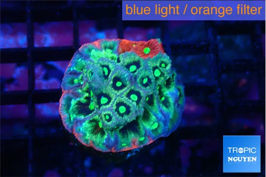Favia aussiewar rainbow 3-4 cm WYSIWYG acclimaté
