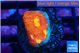 Echinophyllia magma 2-3 cm WYSIWYG acclimaté