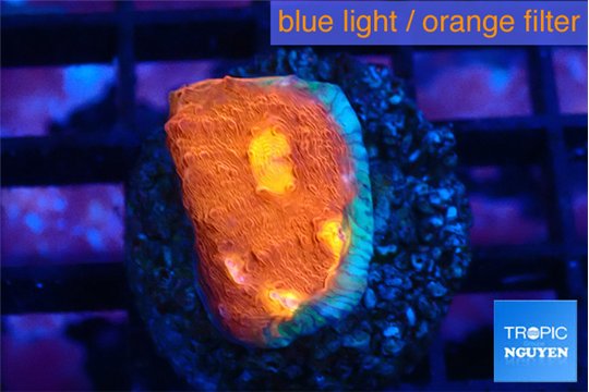 Echinophyllia magma 2-3 cm WYSIWYG acclimaté