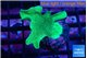 Pavona cactus green 3-4 cm WYSIWYG acclimaté