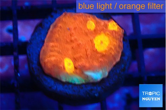 Echinophyllia magma 2-3 cm WYSIWYG acclimaté
