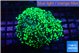 Euphyllia yayaemaensis green 3-5 cm WYSIWYG acclimaté
