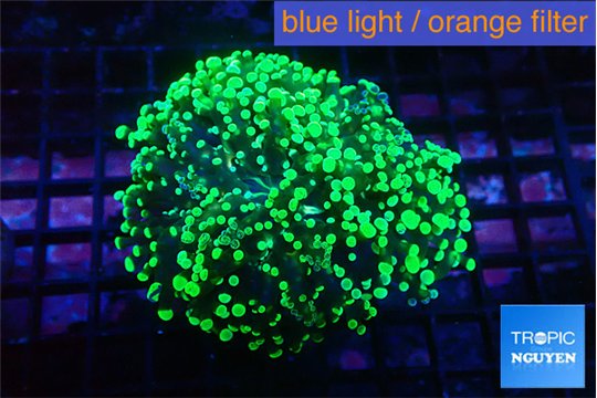 Euphyllia yayaemaensis green 3-5 cm WYSIWYG acclimaté