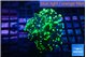 Euphyllia yayaemaensis green 4-6 cm WYSIWYG acclimaté