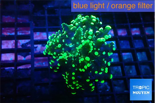 Euphyllia yayaemaensis green 4-6 cm WYSIWYG acclimaté