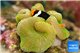 Amphiprion sebae female breeding & Stichodactyla golden green WYSIWYG acclimaté