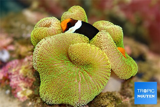 Amphiprion sebae female breeding & Stichodactyla golden green WYSIWYG acclimaté